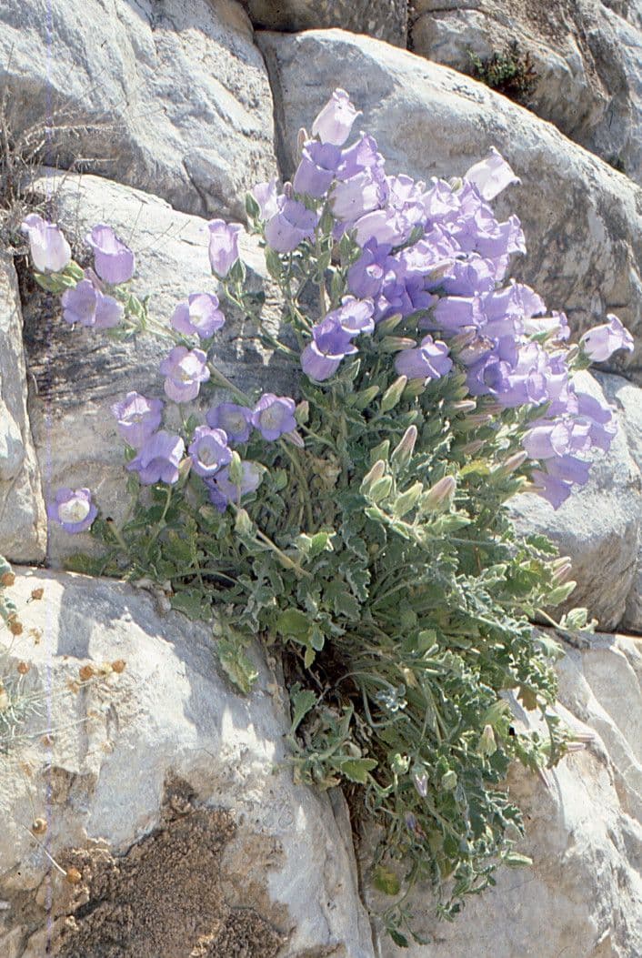 Campanula 3