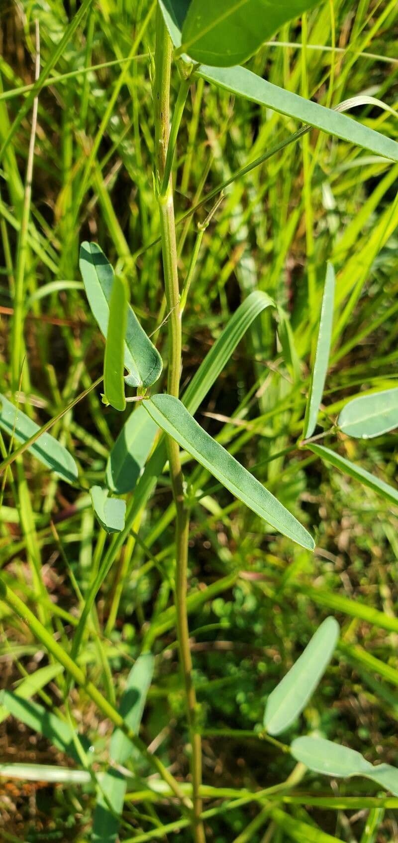 Macroptilium lathyroides 20