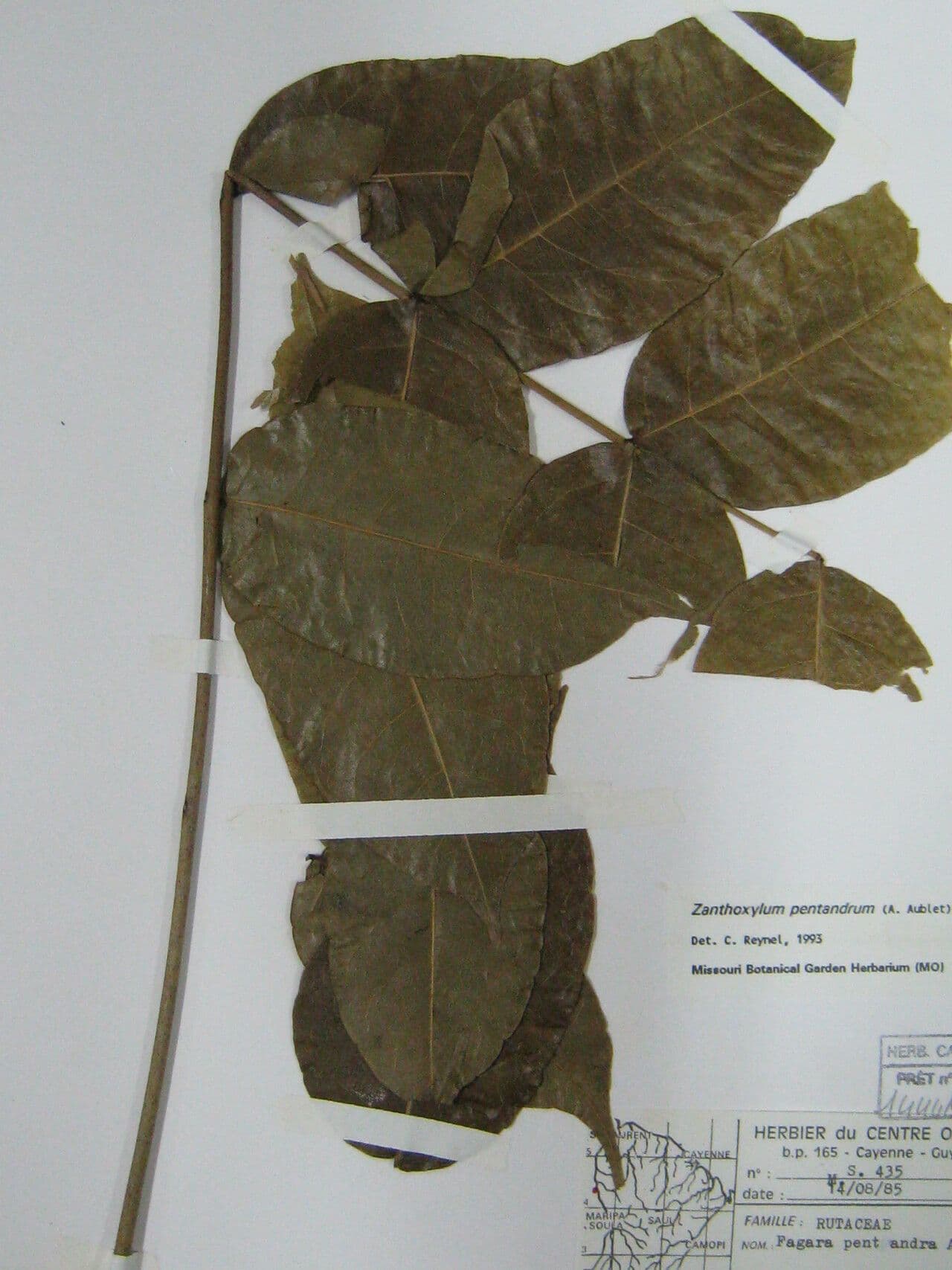 Zanthoxylum 3