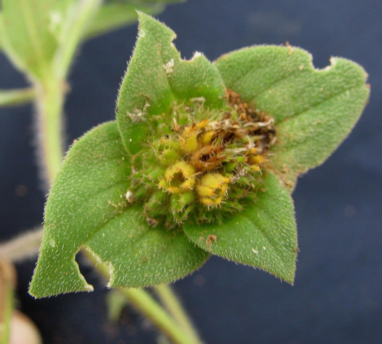 Richardia scabra 2