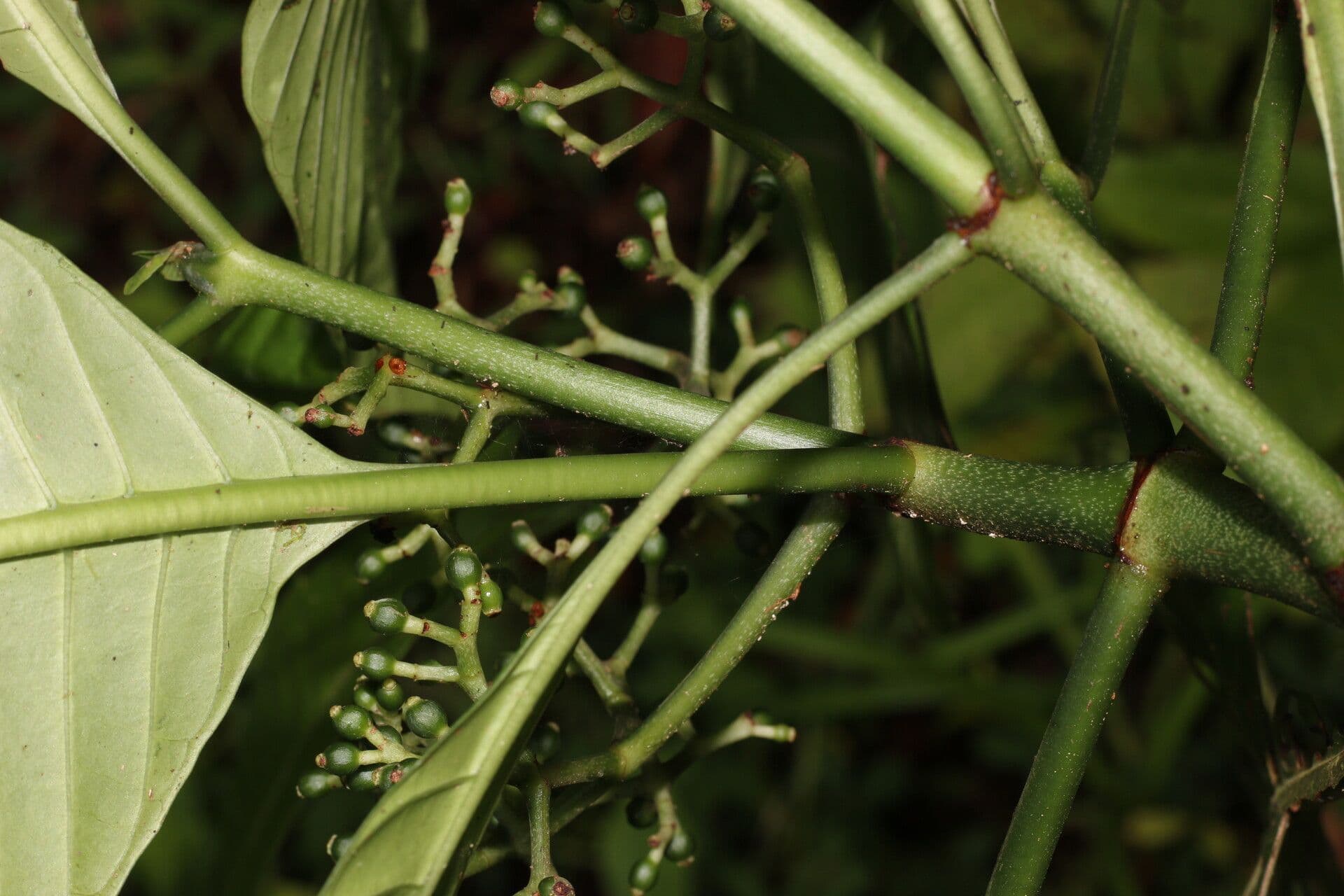 Psychotria 15