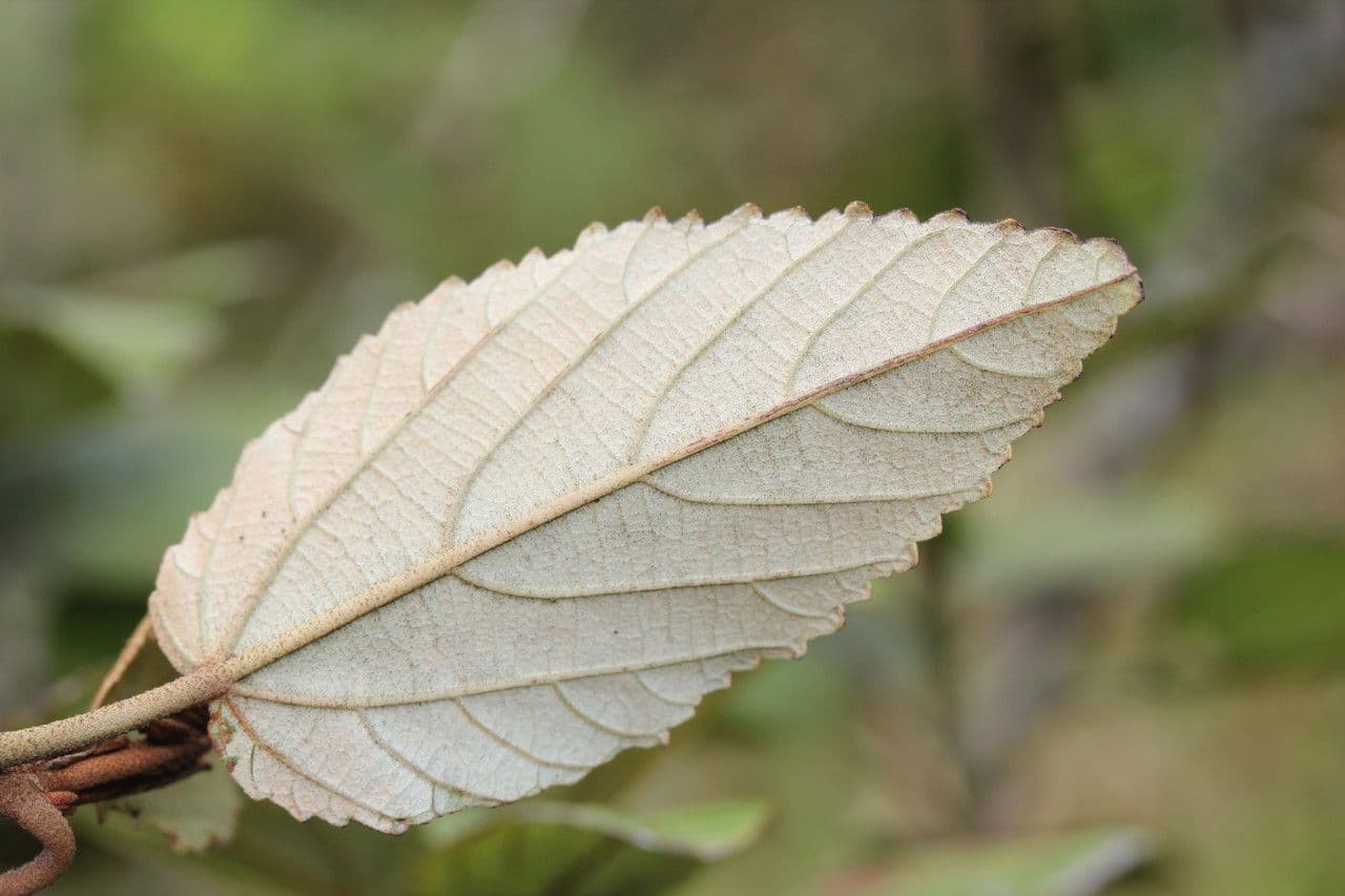 Dombeya 18