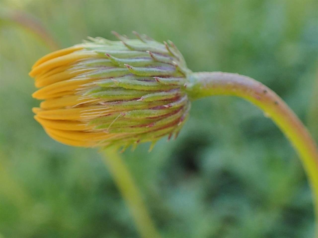 Haplopappus