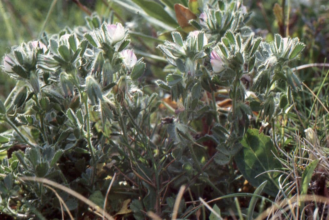 Bugrane penchée 13