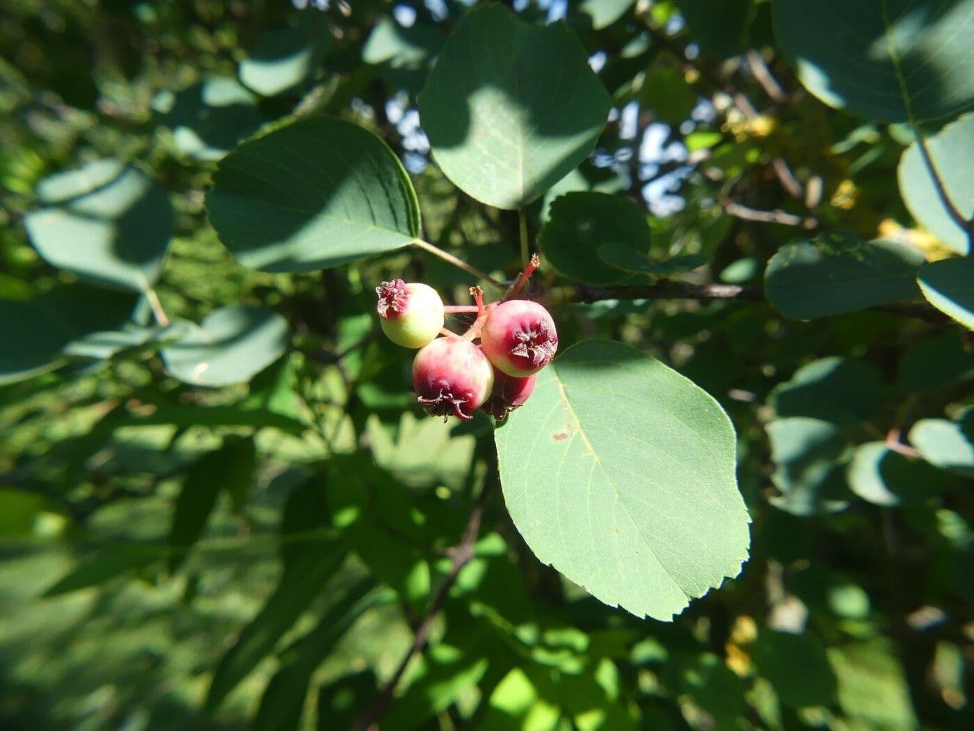 Amelanchier 4