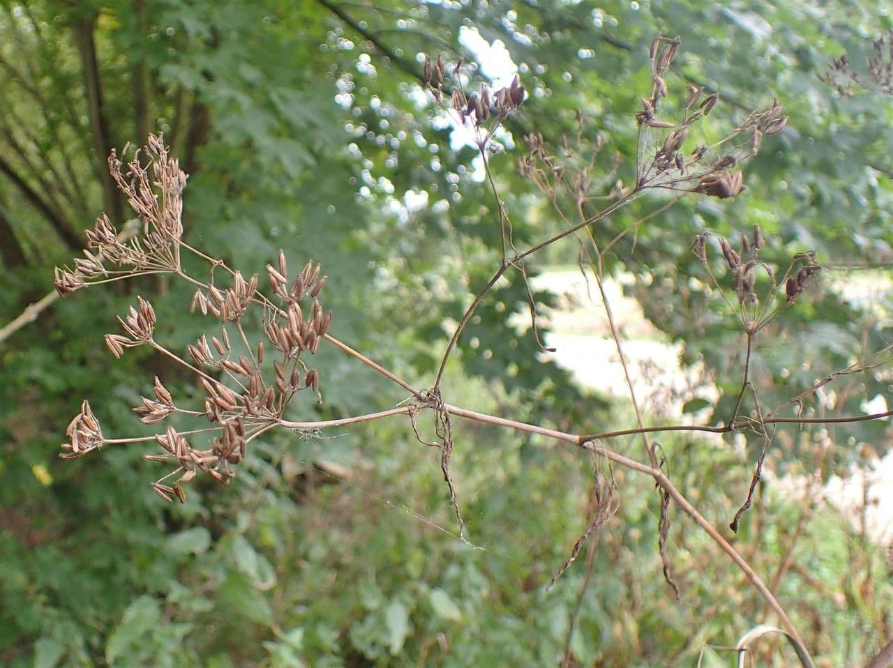 Kerbelrübe 11