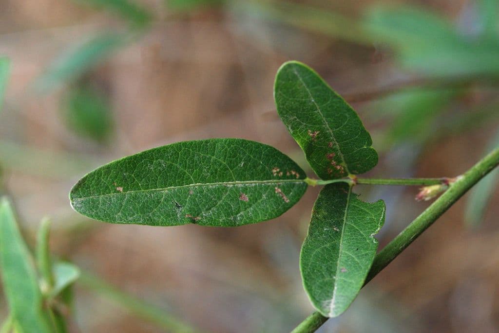 Desmodium paniculatum 17