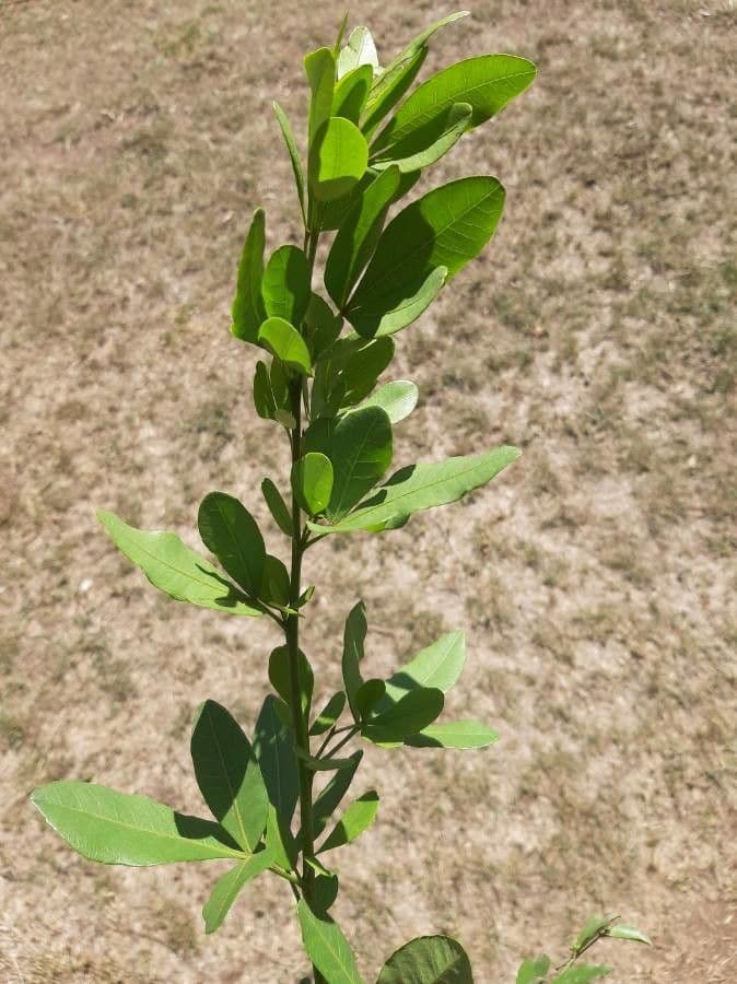 Searsia natalensis 17