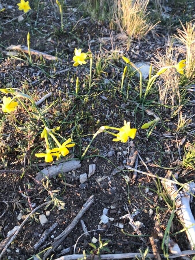 Narciso 3