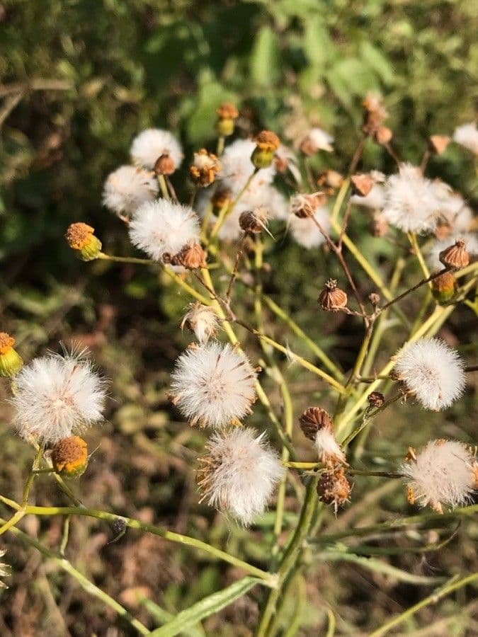Senecio pterophorus 5