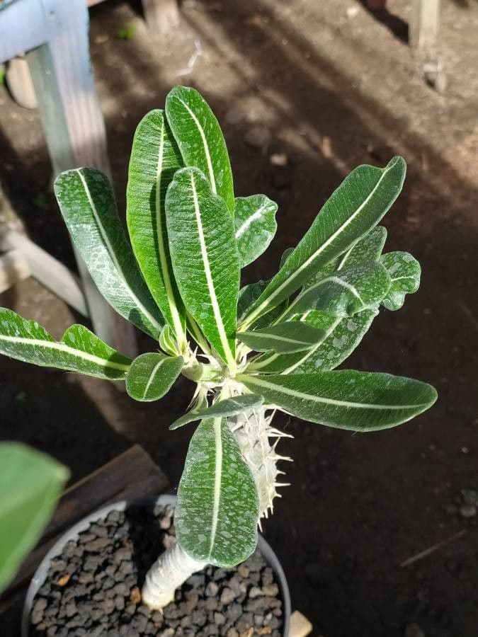 Pachypodium 13