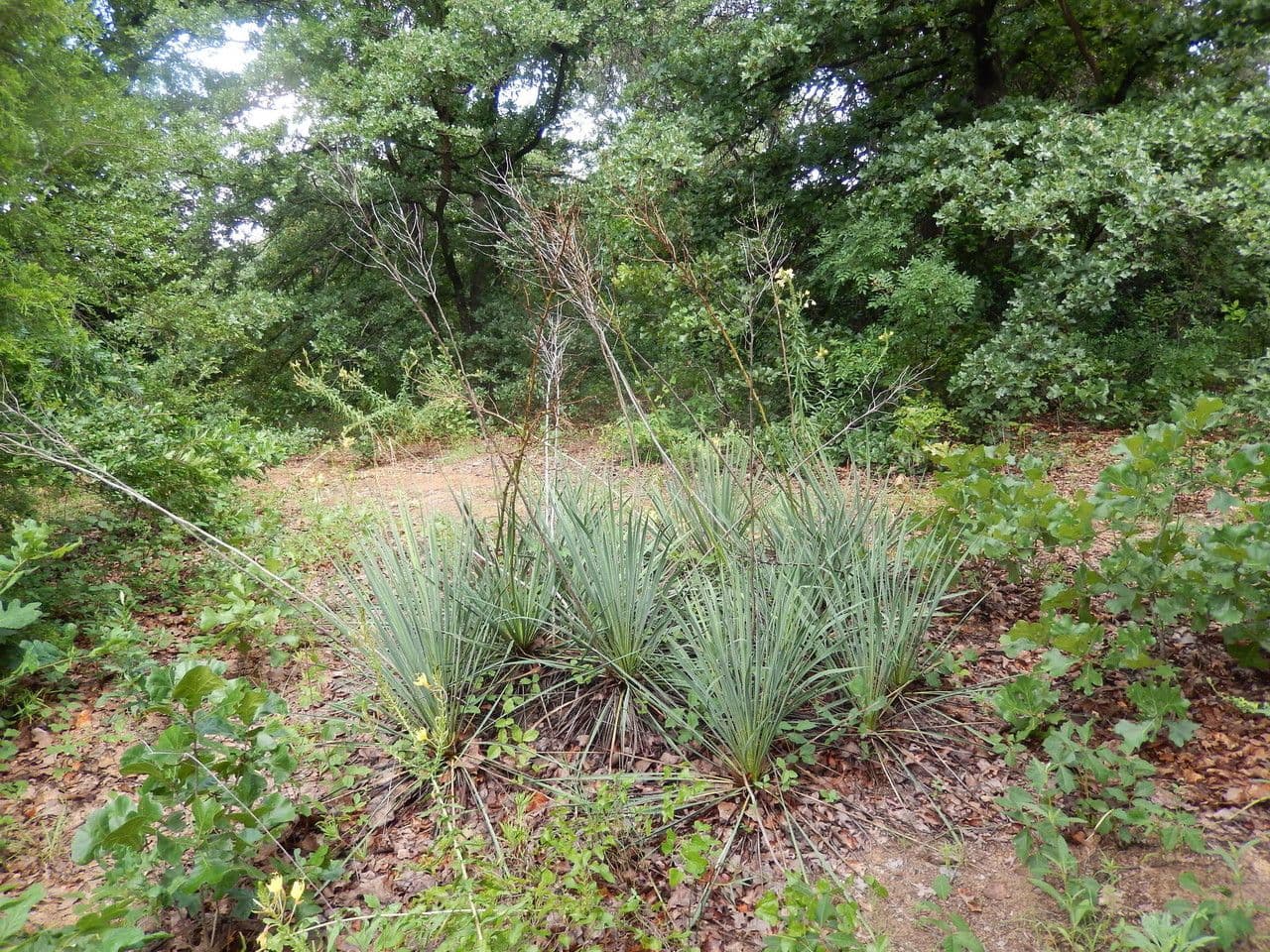 Brazos-Fluss-Yucca 9
