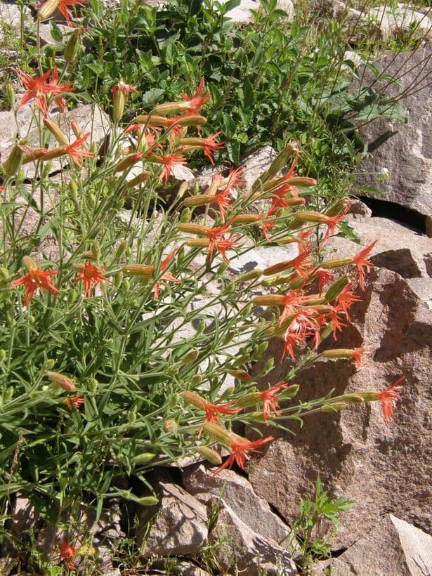 Silene laciniata 8