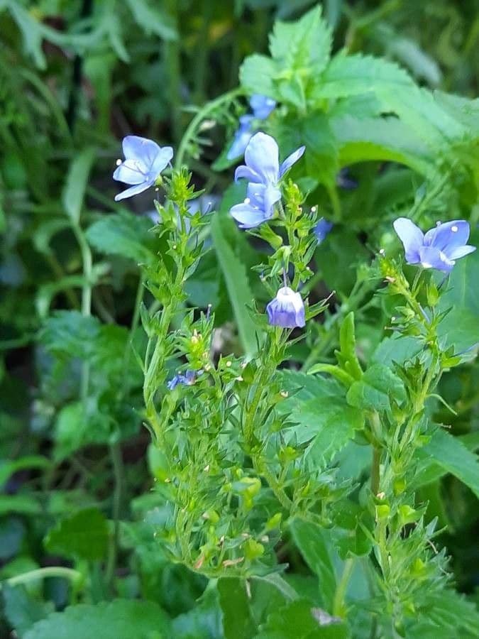 Veronica austriaca 28