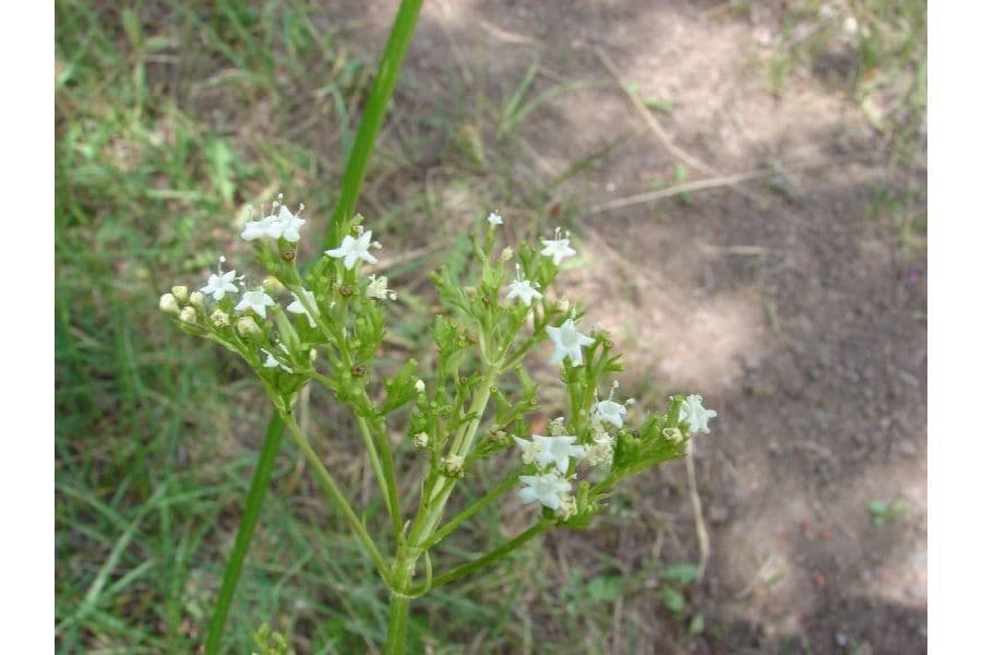 Valeriana occidentale 4