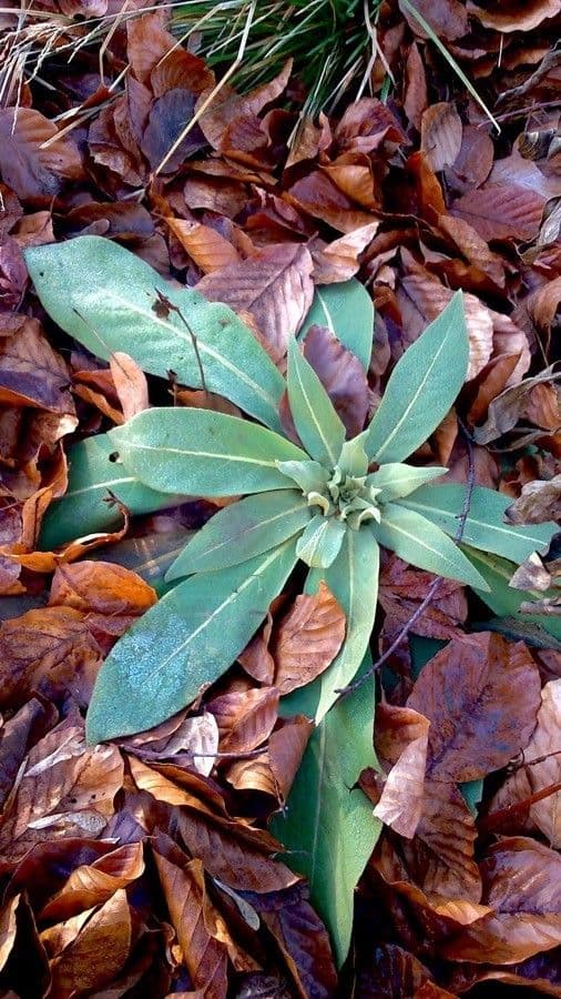 Verbasco phlomoides 19