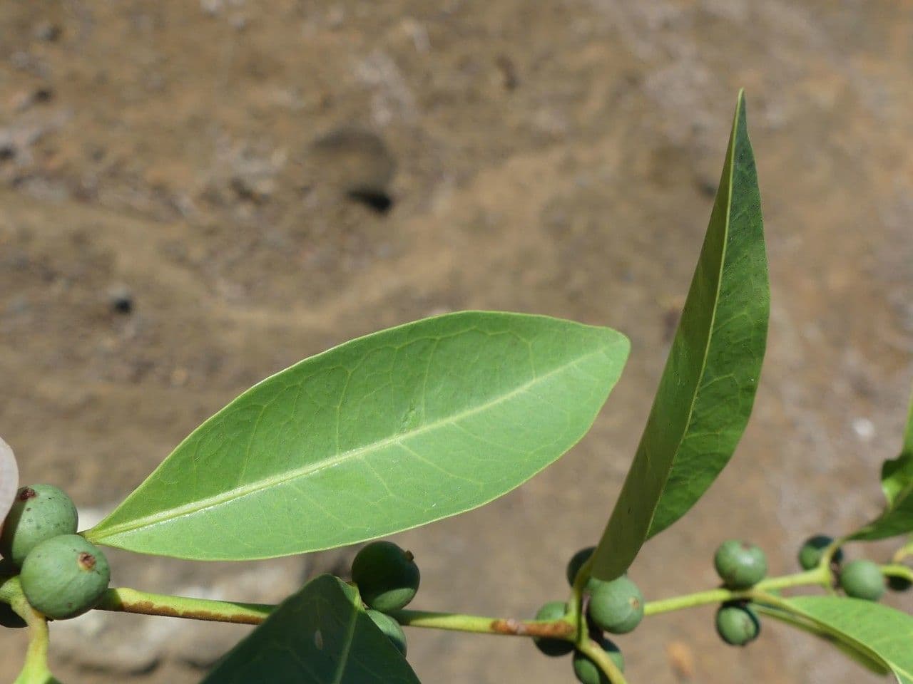 Polysphaeria 10