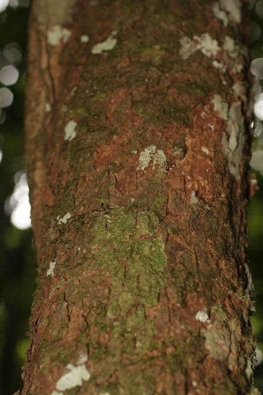 Erythroxylum citrifolium 4