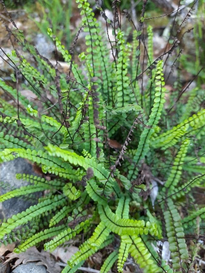 Asplenium 2