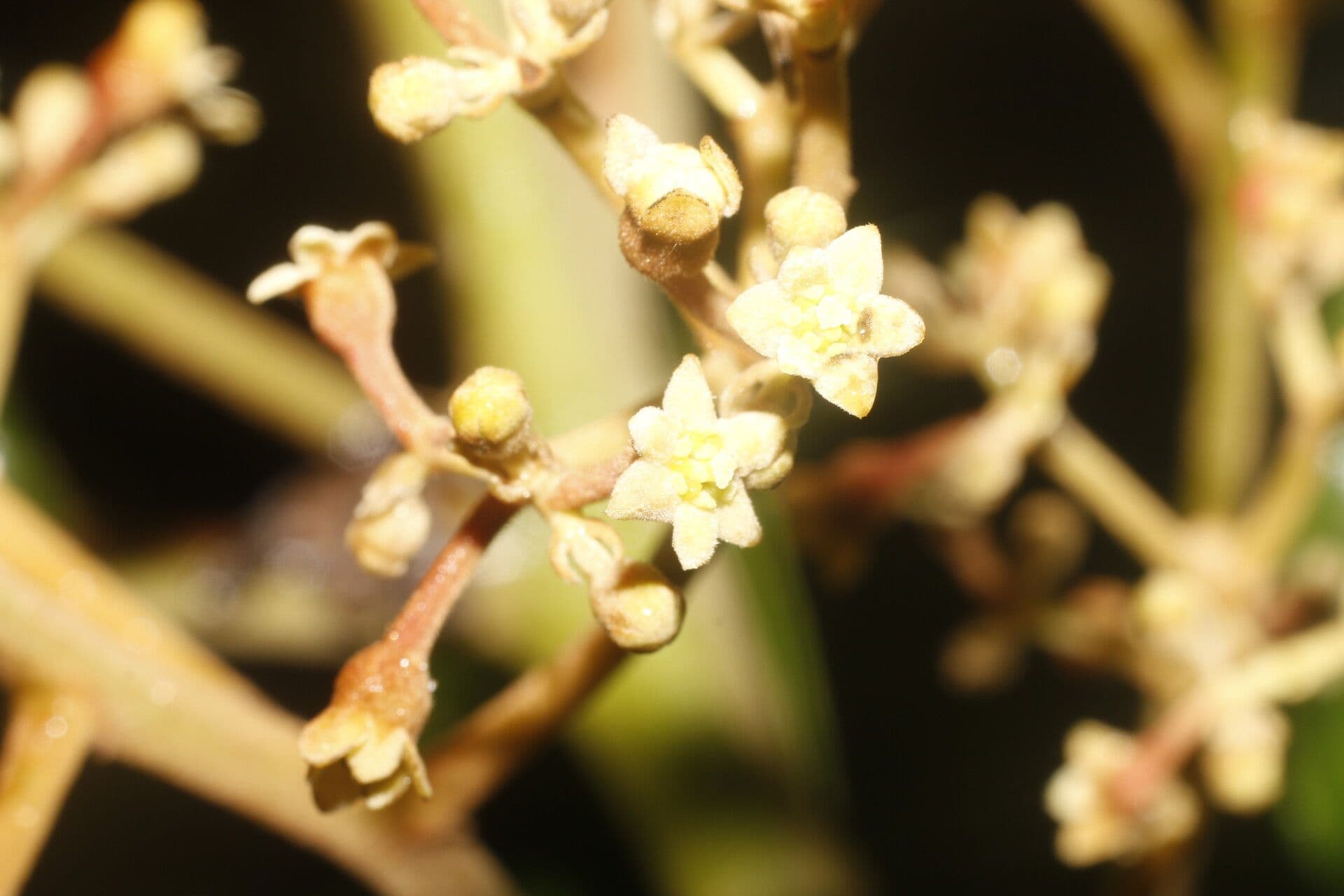 Rhodostemonodaphne 2