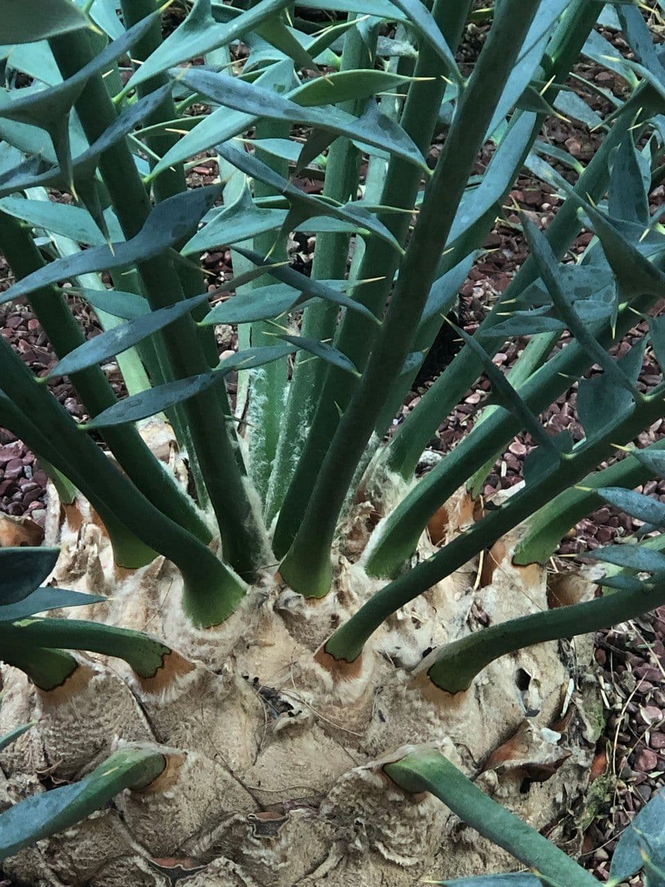 Encephalartos 8
