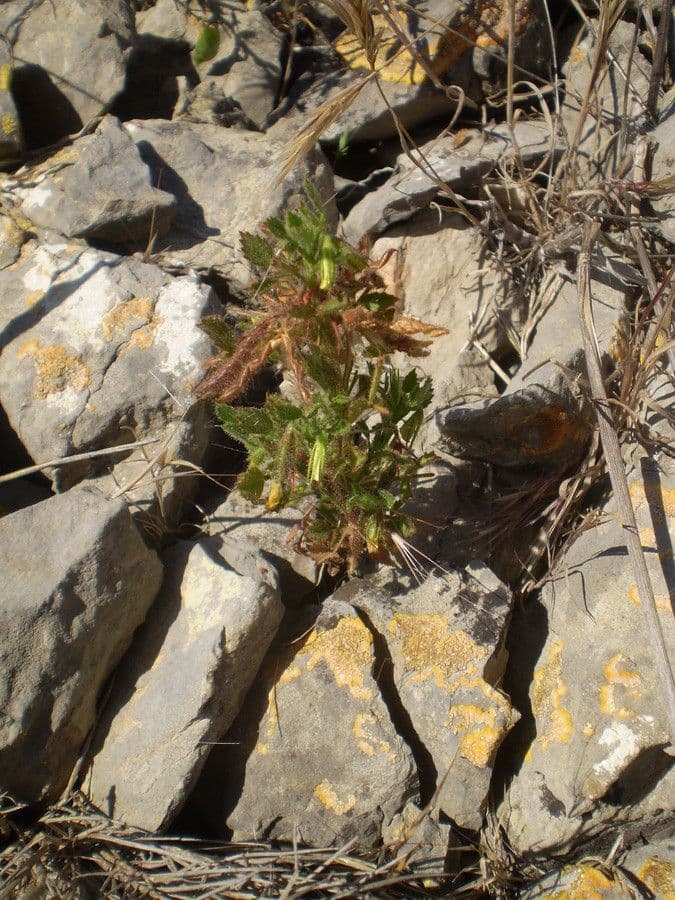 Groggelaria 11