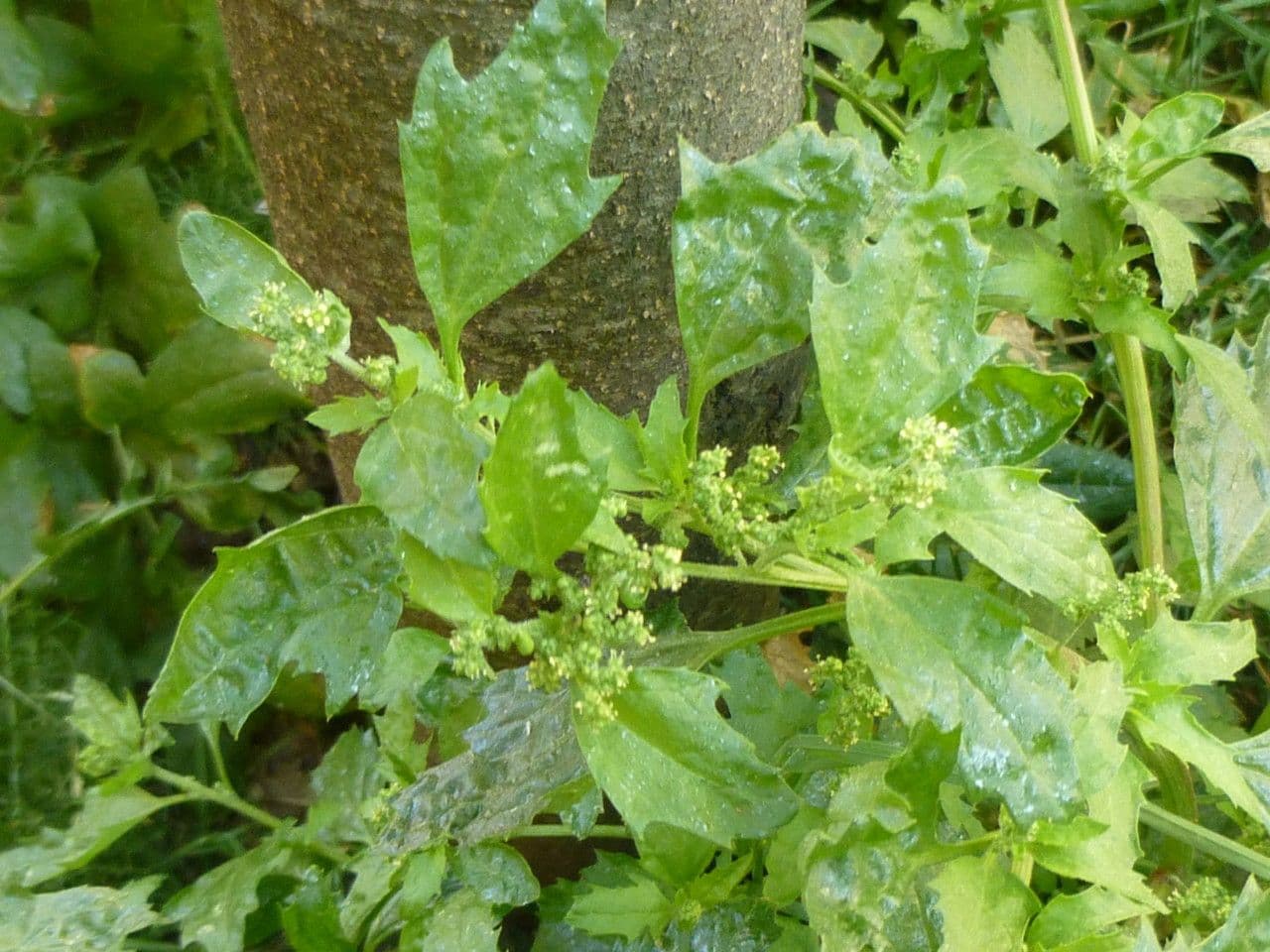 Chénopode des murs 29