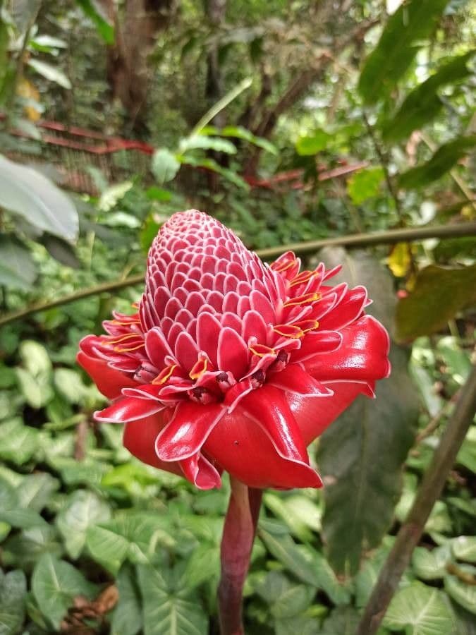 Fleur de cire philippine 7