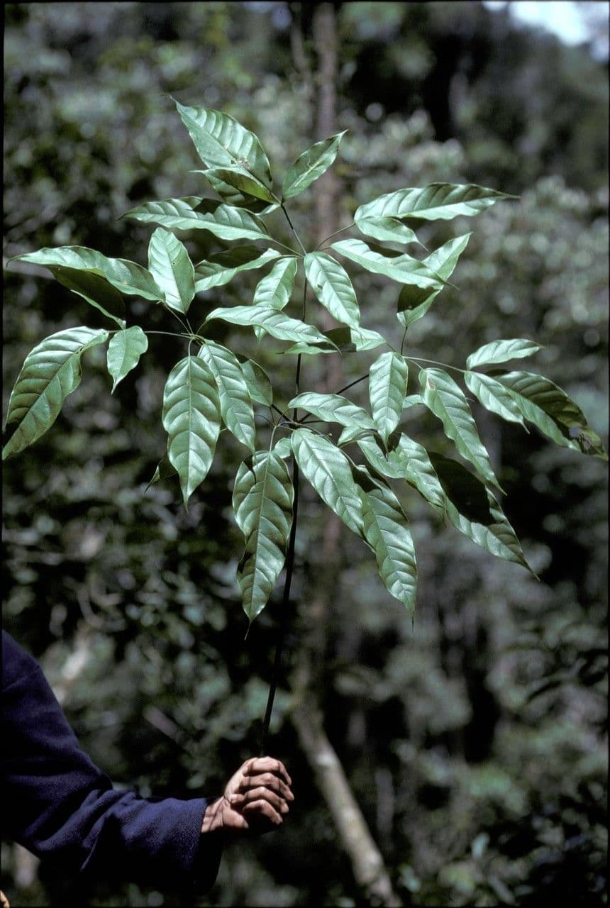 Heptapleurum 3
