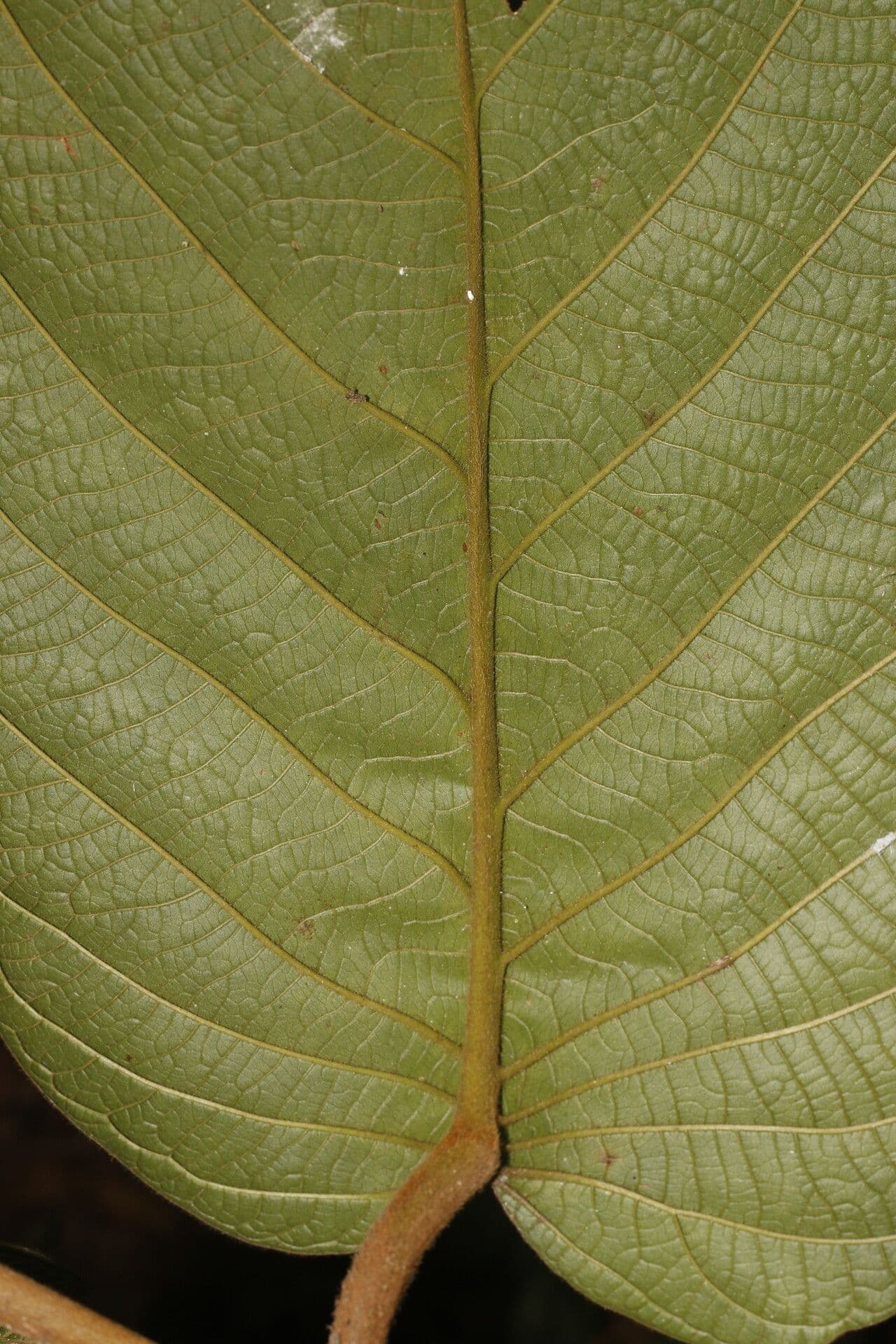 Coccoloba 3