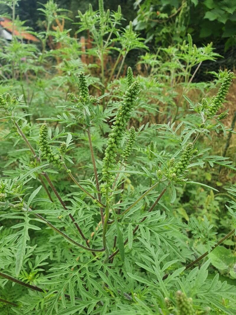 Ambrózia palinolistá 26