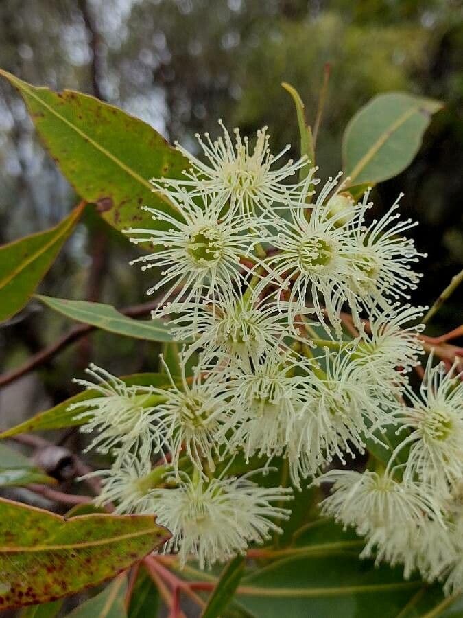 Corymbia 3