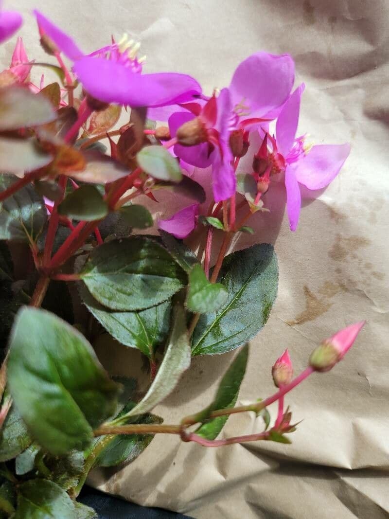 Centradenia 23
