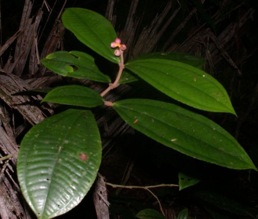 Miconia 11