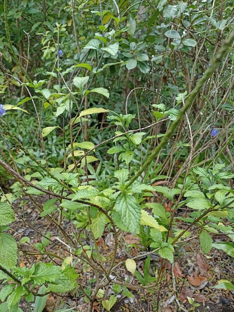 Stachytarpheta jamajská 10