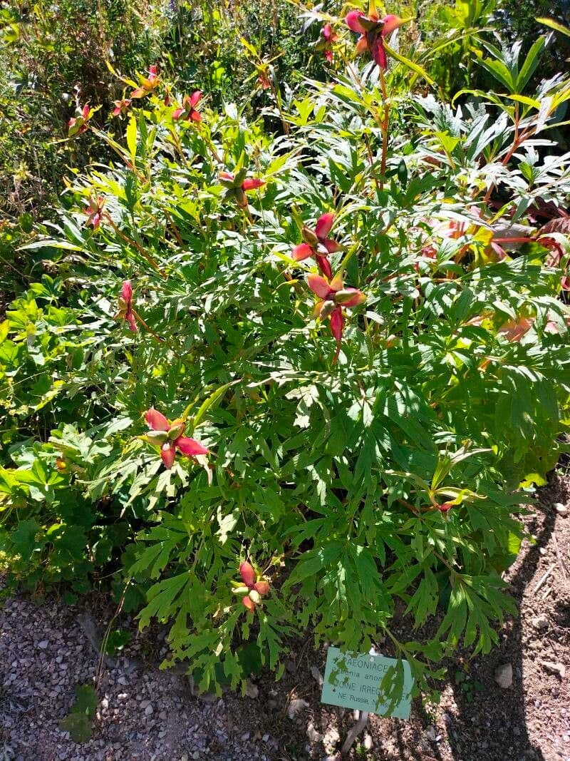 Peonia anomala 11