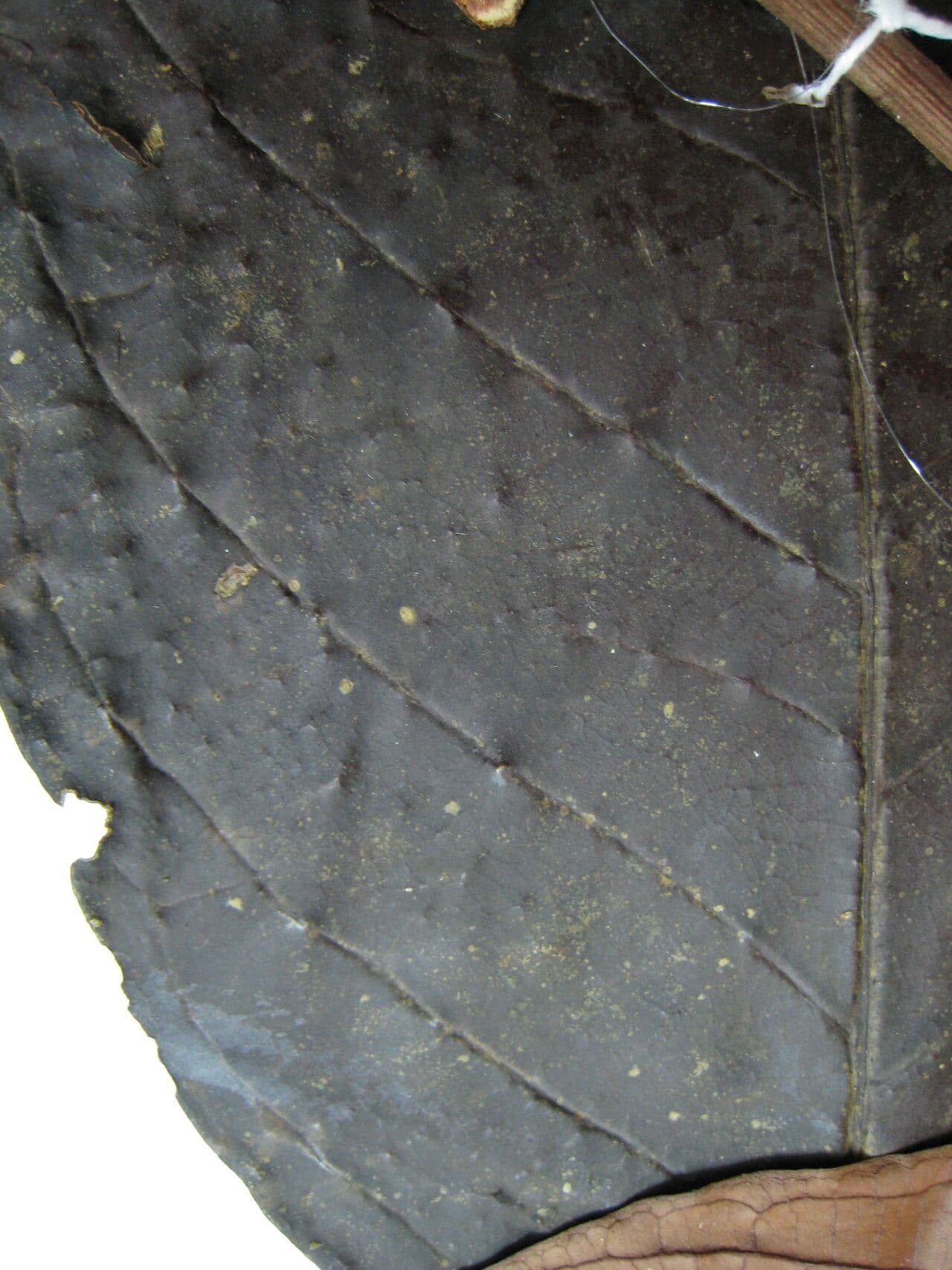 Inga 5