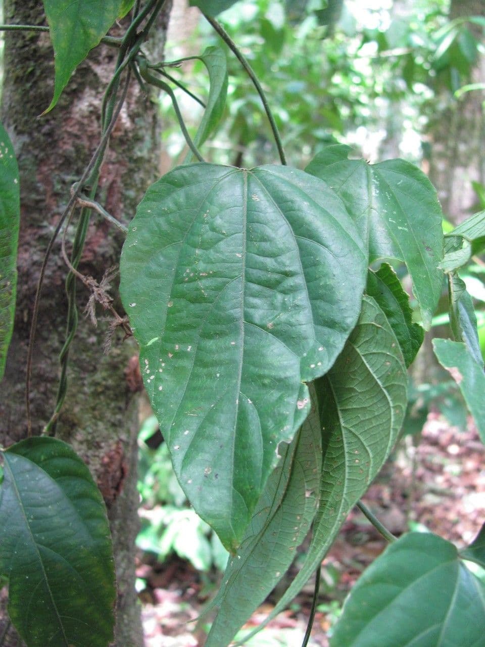 Dalechampia 17