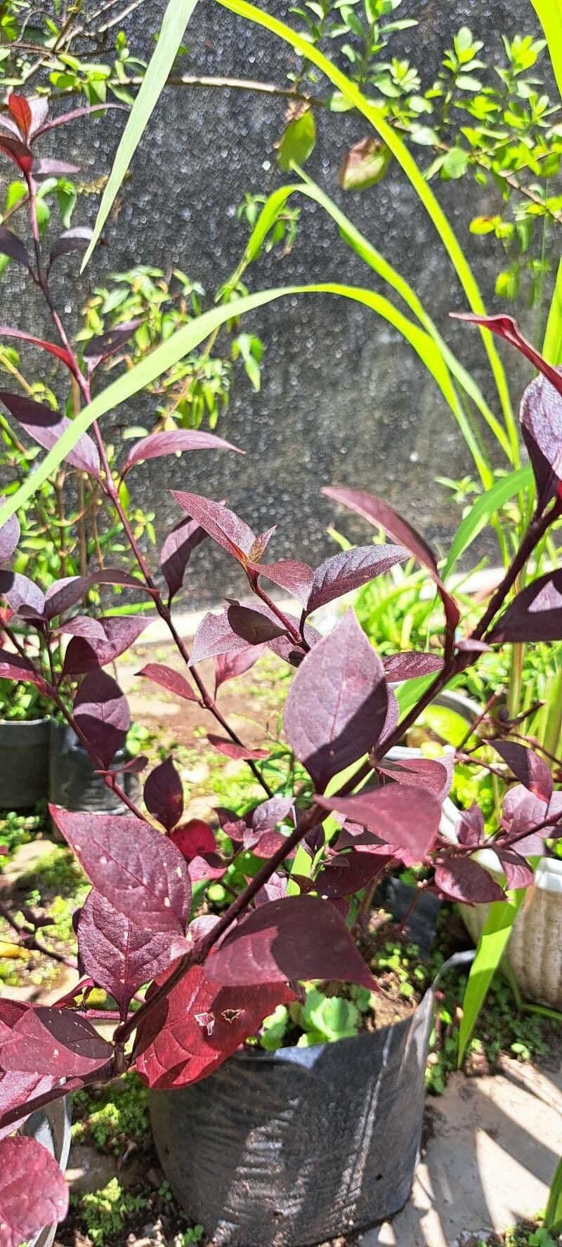 Alternanthera Brasiliana 24