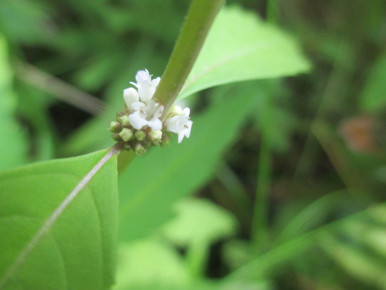 Lycopus uniflorus 5
