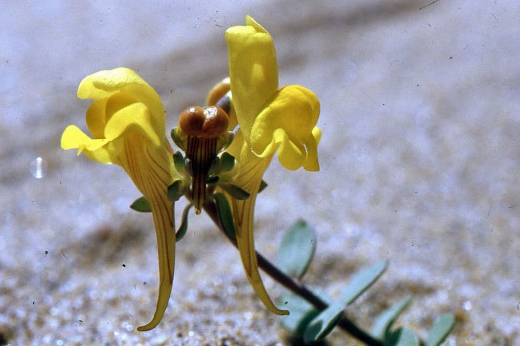 Linaria 6