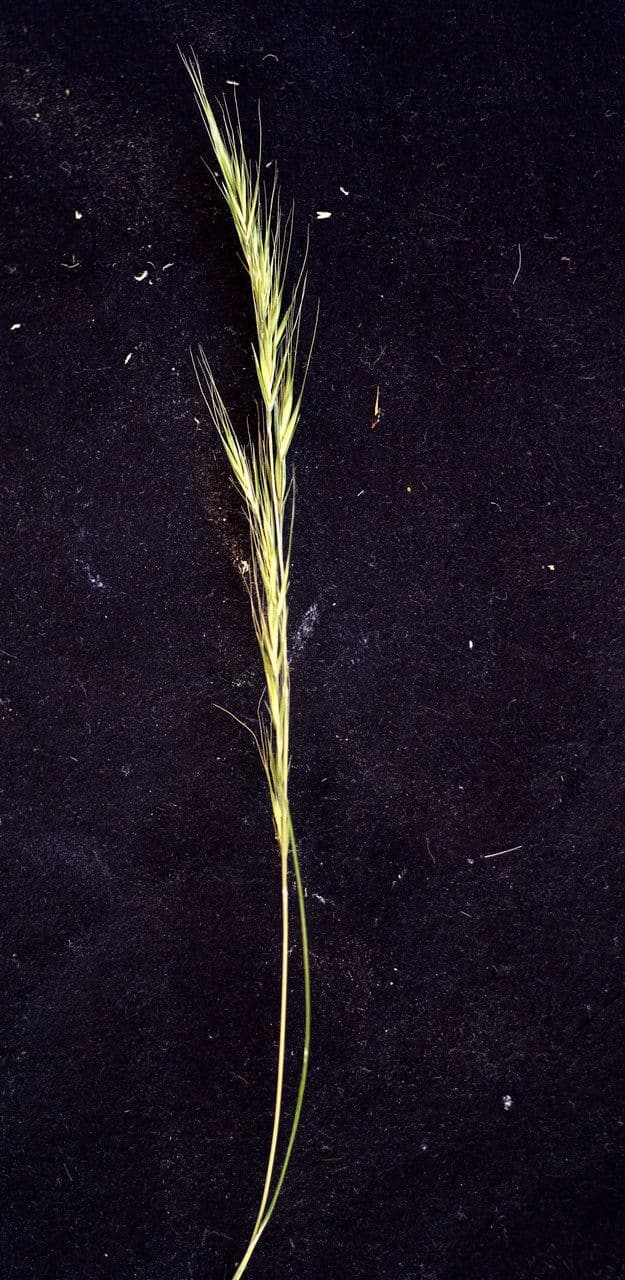 Paléo bromoide 22
