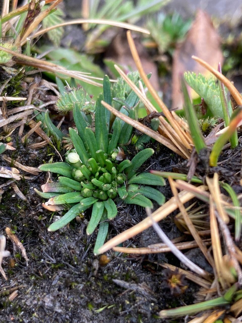 Lysipomia 8