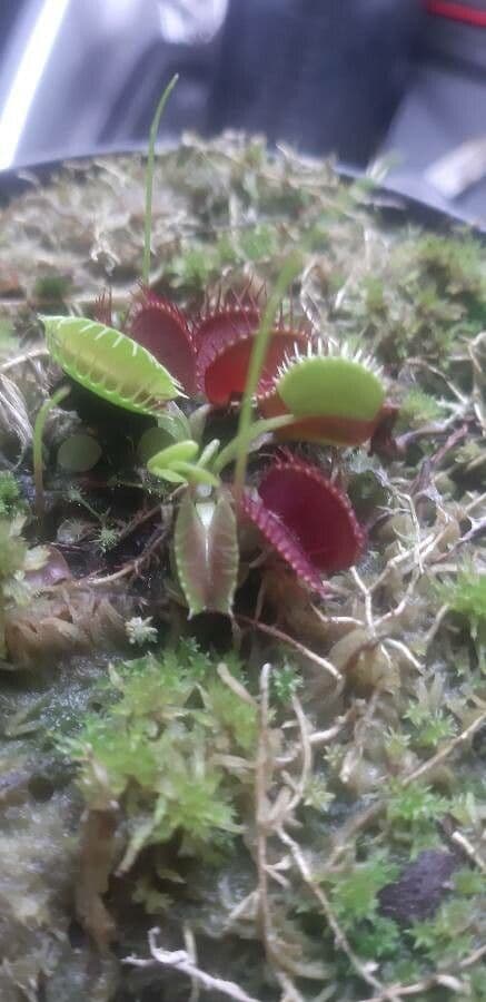 Cephalotus 10