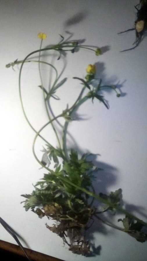 Ranuncolo macrophyllus 8
