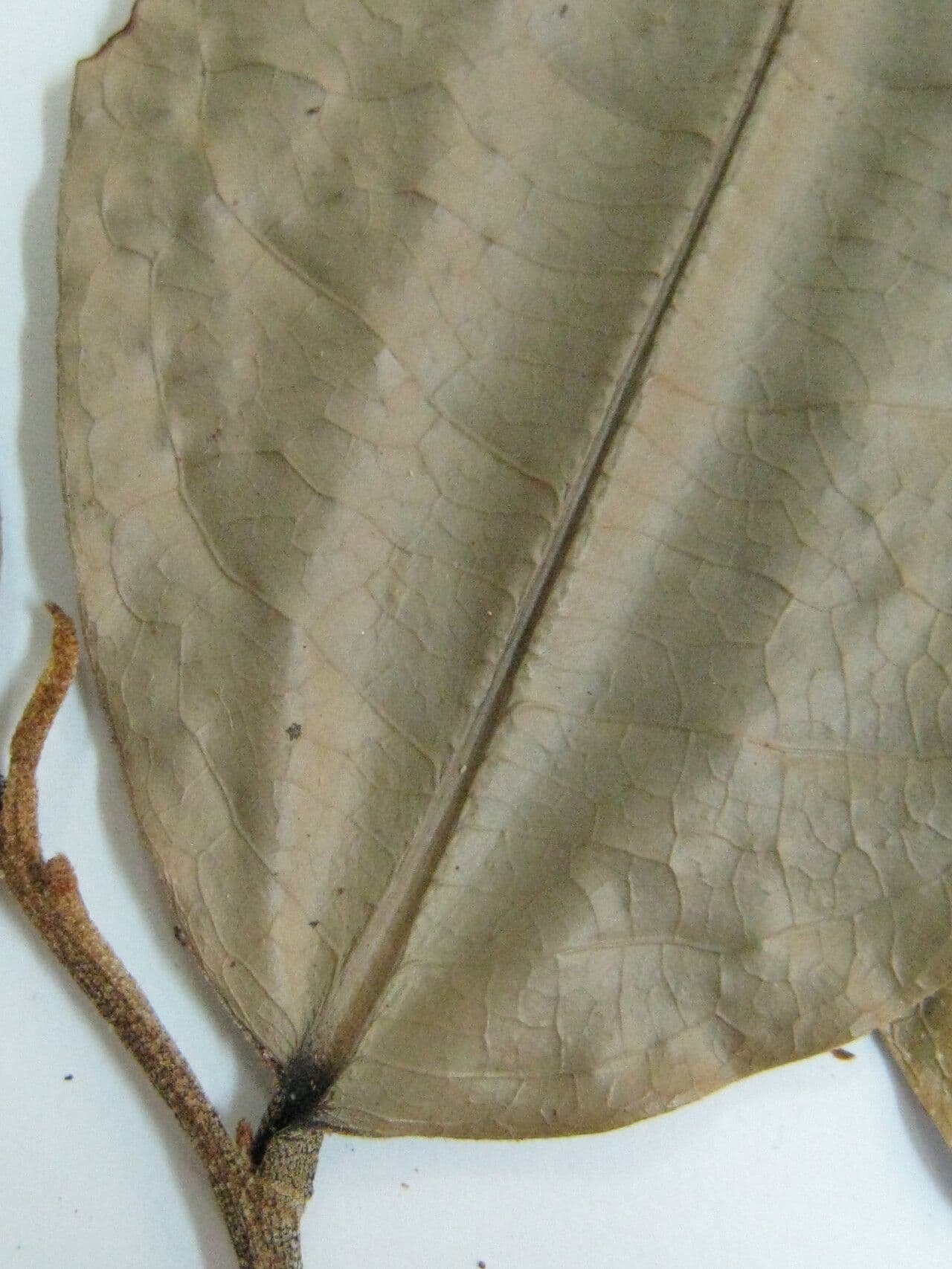 Duguetia calycina 12