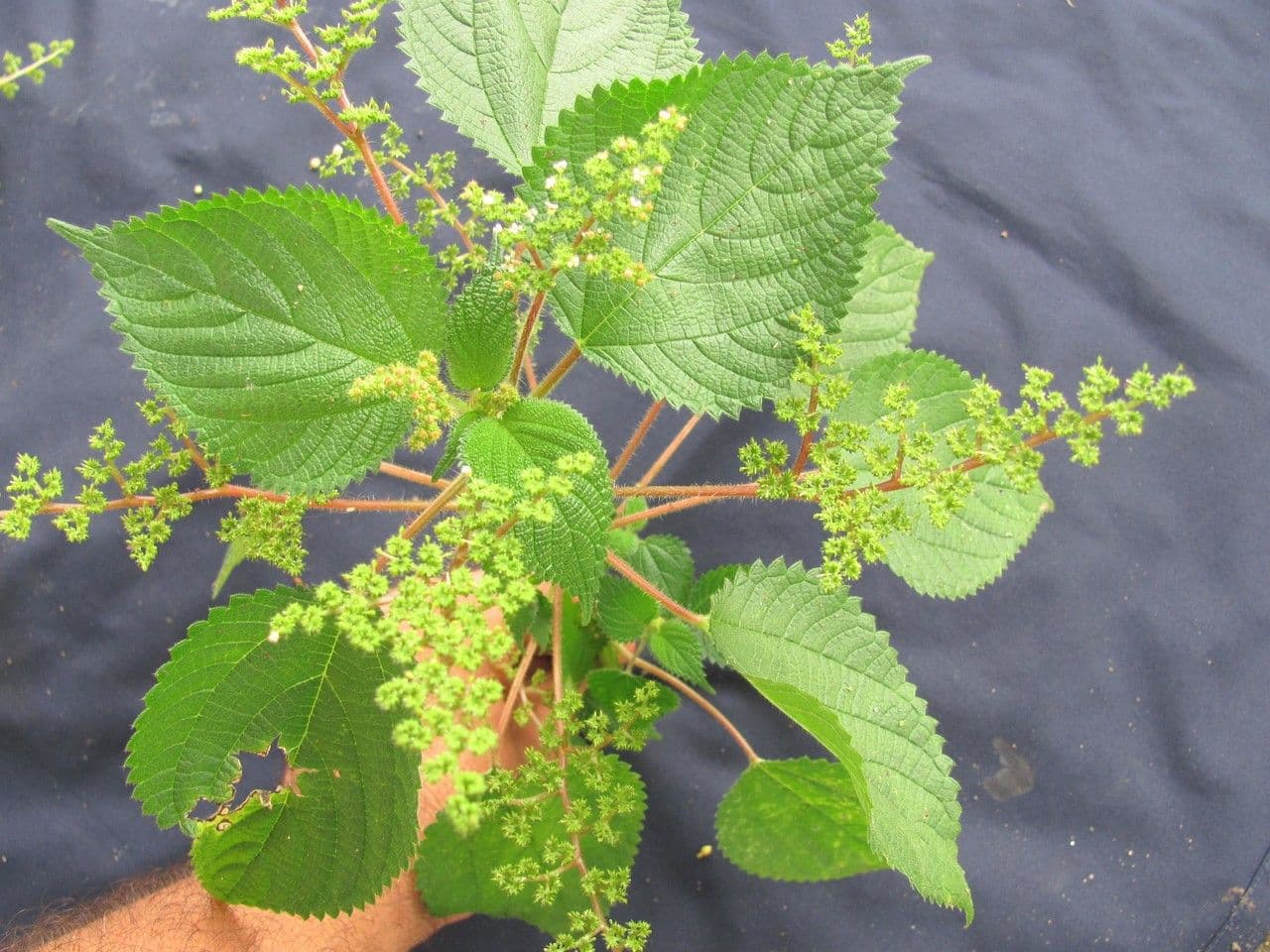Laportea aestuans 22