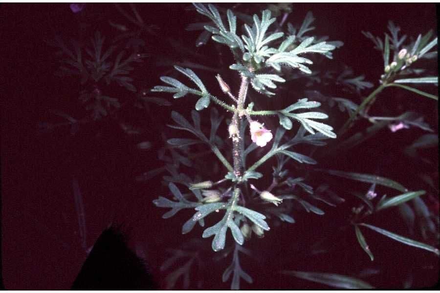 Leucospora multifida