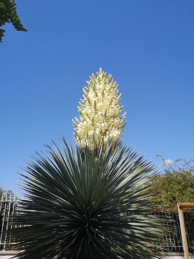 Yucca alta 4