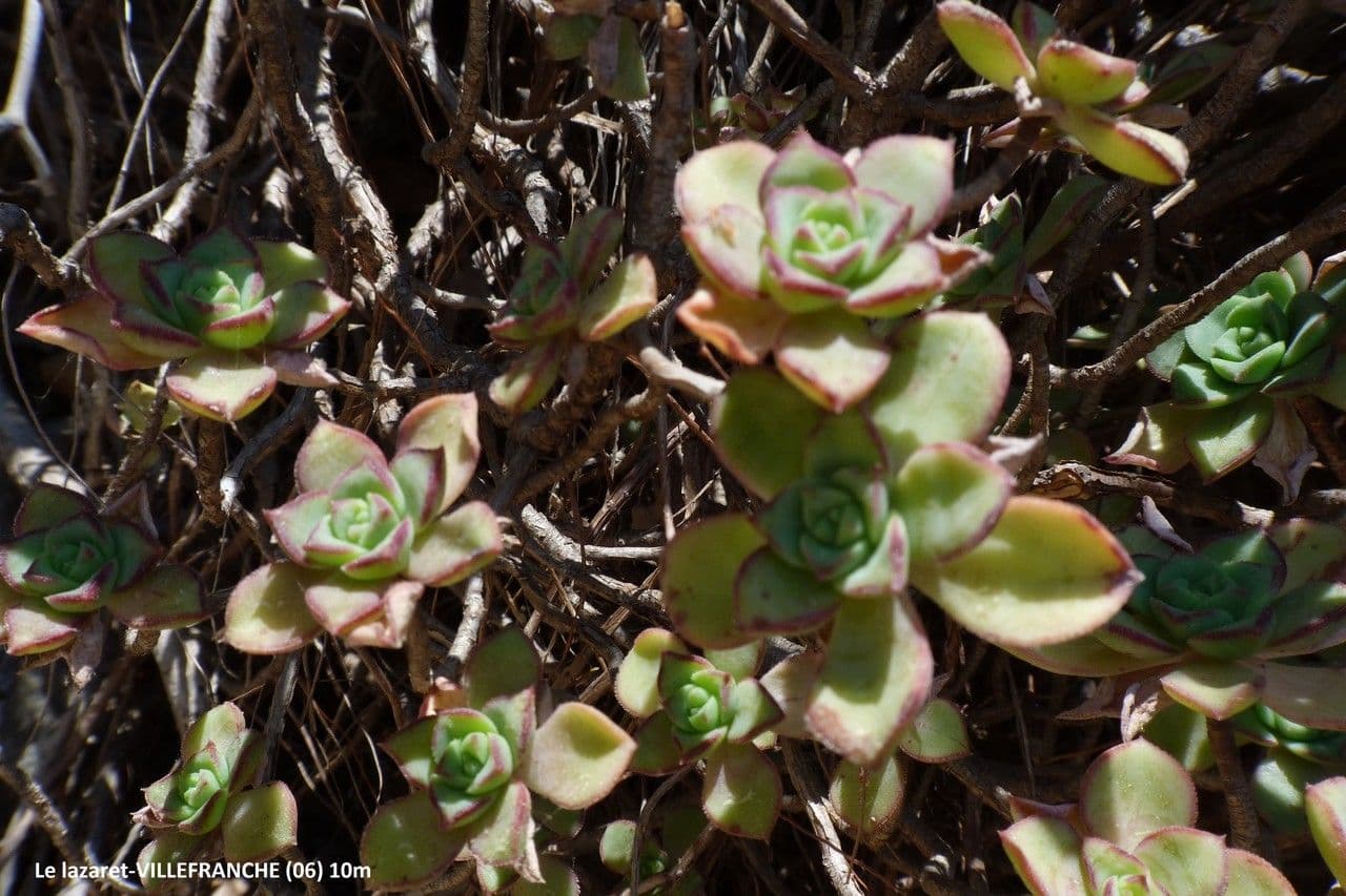 Aeonium 2